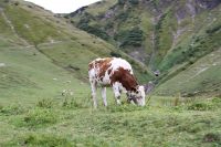 Mountain Cow